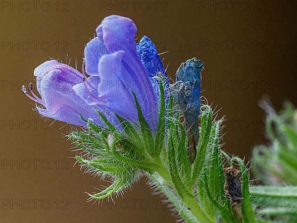 Bellflower blossom