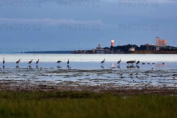 Grey cranes