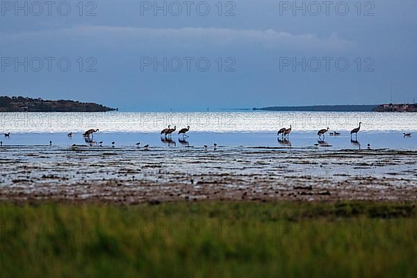 Grey cranes