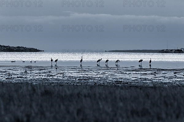 Grey cranes