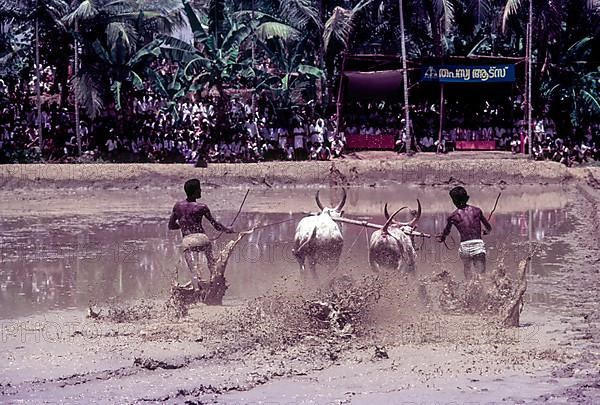 A jockey lying in the racing field in Maramadi or Kalappoottu is a type of cattle race conducted in Kundara Pillaveettil paddy fields in Kollam