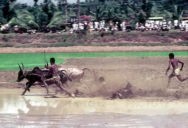 A jockey lying in the racing field in Maramadi or Kalappoottu is a type of cattle race conducted in Kundara Pillaveettil paddy fields in Kollam