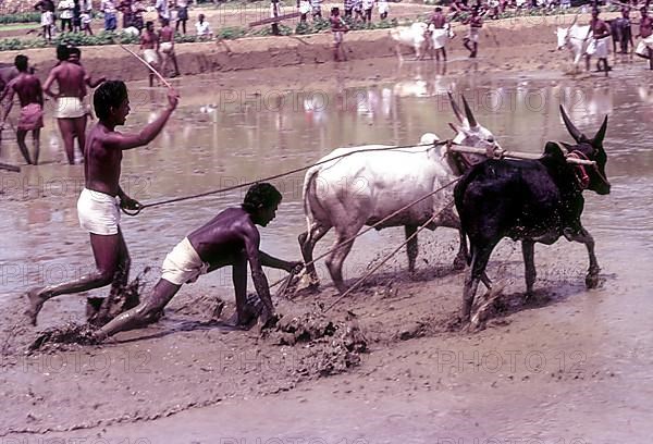 A jockey lying in the racing field in Maramadi or Kalappoottu is a type of cattle race conducted in Kundara Pillaveettil paddy fields in Kollam