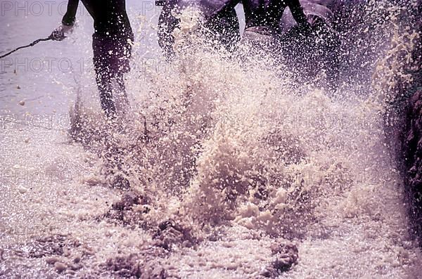 Splashing mud water in Maramadi or Kalappoottu is a type of cattle race conducted in Chithali near Palakkad