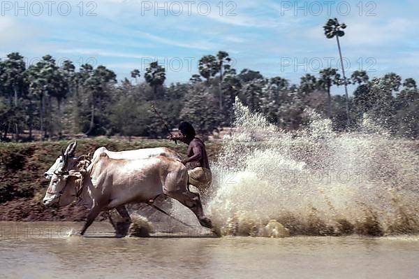 Racing bullocks and jockey