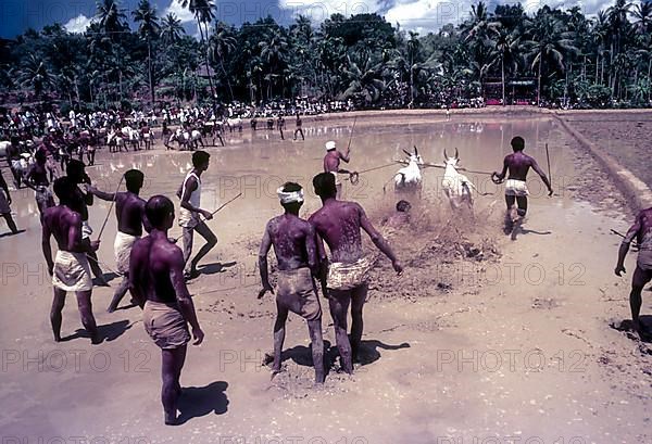 Assistants of the racing bullocks watching the start of the race in Maramadi or Kalappoottu is a type of cattle race conducted in Chithali near Palakkad