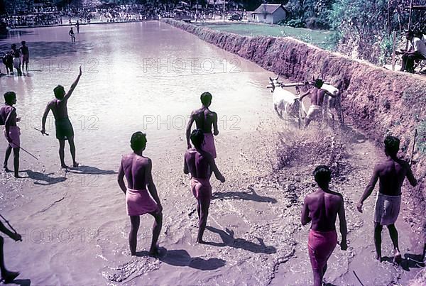 Assistants of the racing bullocks watching the start of the race in Maramadi or Kalappoottu is a type of cattle race conducted in Chithali near Palakkad