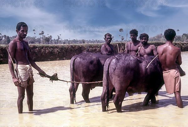 The position of the plank on which the jockey sets his feet when starting the race. Maramadi or Kalappoottu is a type of cattle race conducted in Chithali near Palakkad