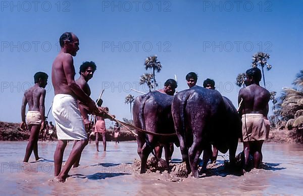 The team consisting of Jockey and his assistants. Maramadi or Kalappoottu is a type of cattle race conducted in Chithali near Palakkad