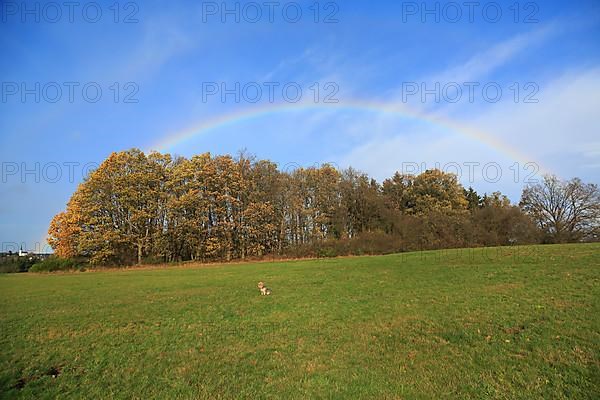 Rainbow over field and woodland near Eschweiler