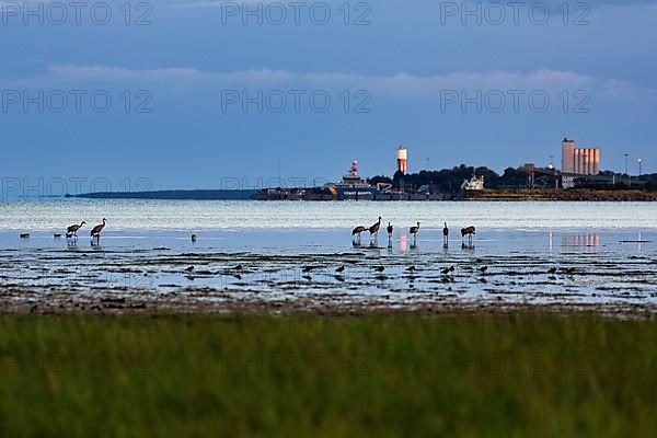 Grey cranes