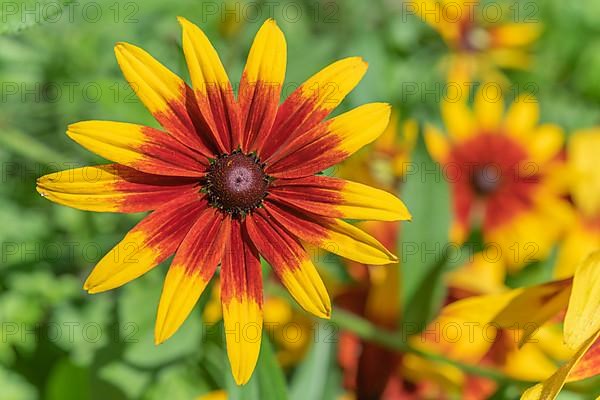 Flowers Rudbeckia