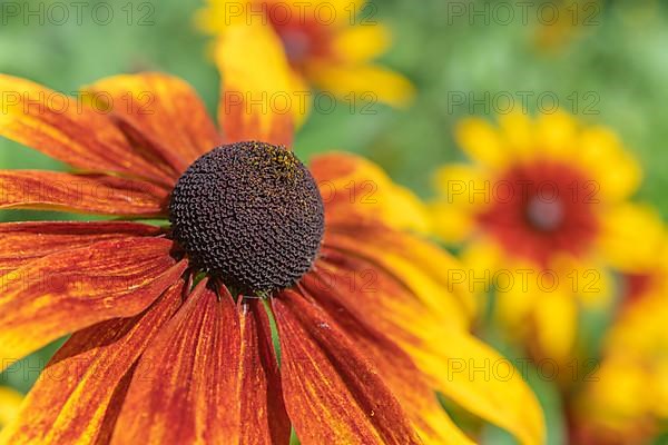 Flowers Rudbeckia