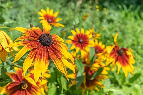 Flowers Rudbeckia