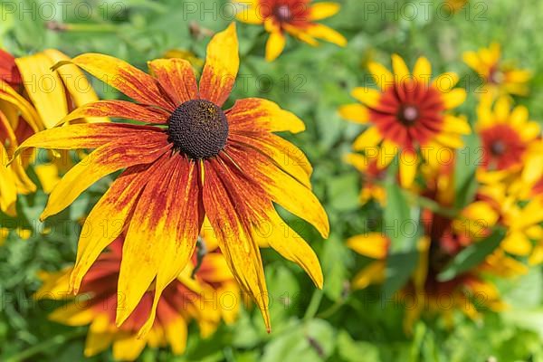 Flowers Rudbeckia