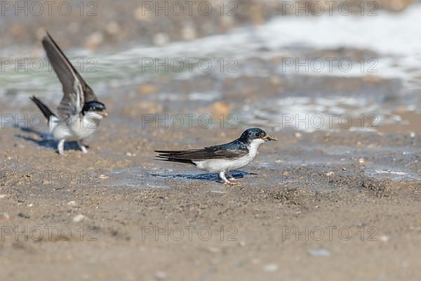 House martin