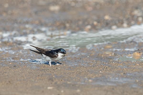 House martin