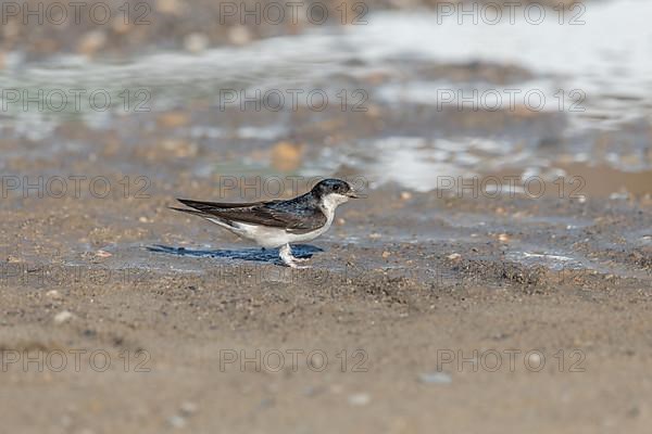 House martin