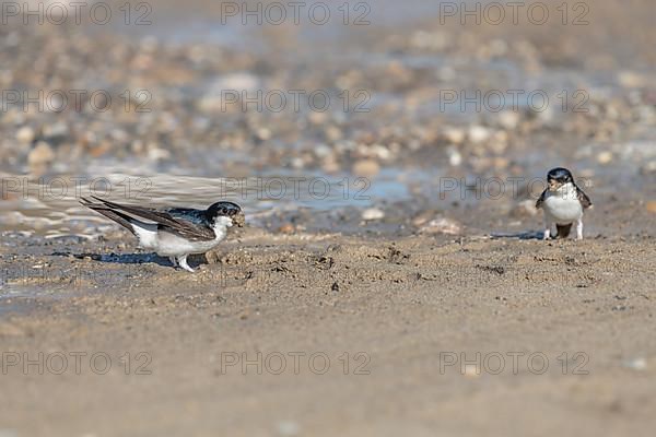 House martin