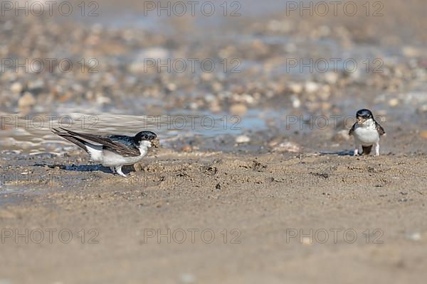 House martin