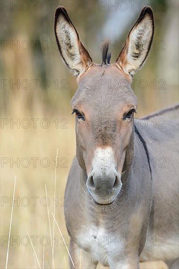 Portrait of a donkey in pasture in summer. Alsace