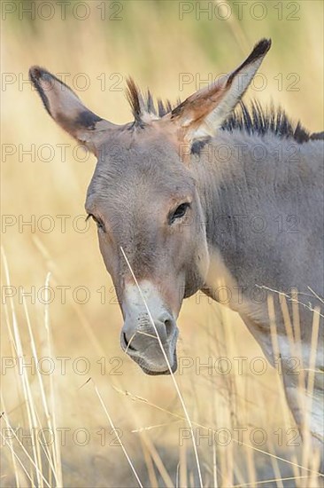 Portrait of a donkey in pasture in summer. Alsace