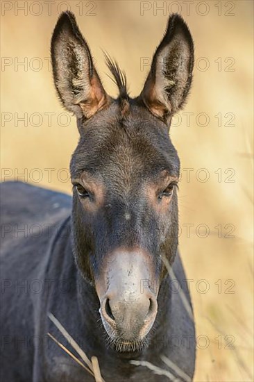 Portrait of a donkey in pasture in summer. Alsace