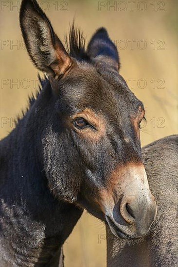 Portrait of a donkey in pasture in summer. Alsace