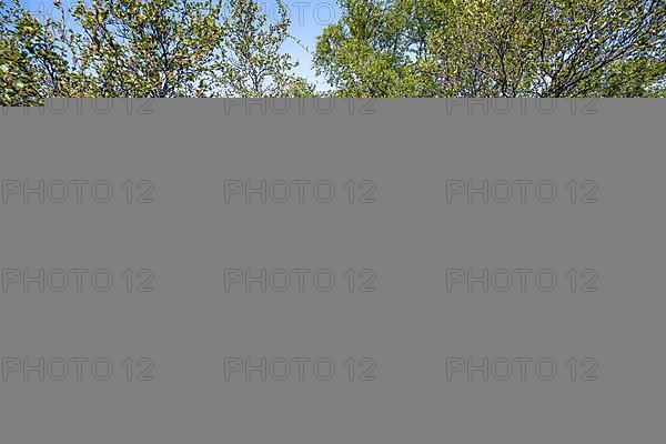 Hiker on footpath in forest with small birch trees and flower meadow