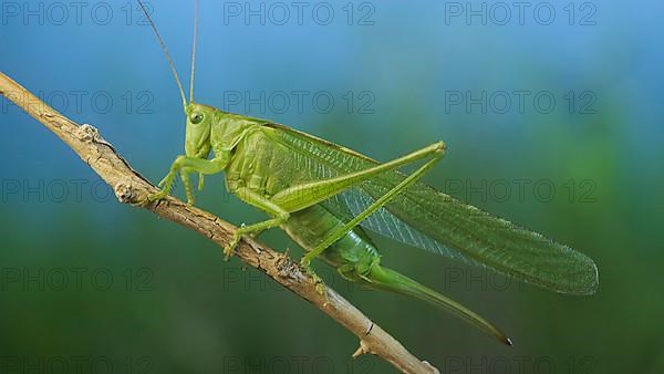 Green grasshopper sits on a branch against a blue sky and green vegetation. Great green bush-cricket