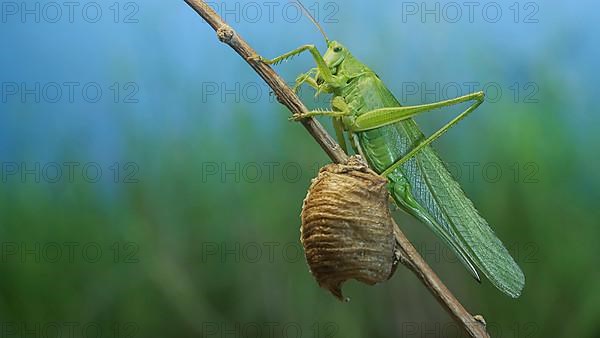 Green grasshopper sits on a branch against a blue sky and green vegetation. Great green bush-cricket