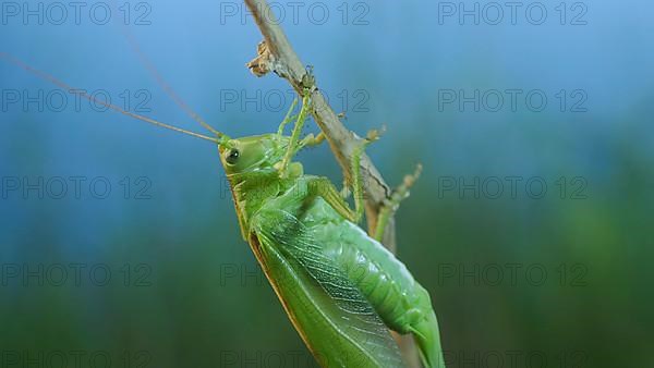 Green grasshopper sits on a branch against a blue sky and green vegetation. Great green bush-cricket