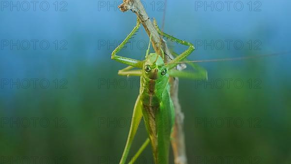 Green grasshopper sits on a branch against a blue sky and green vegetation. Great green bush-cricket