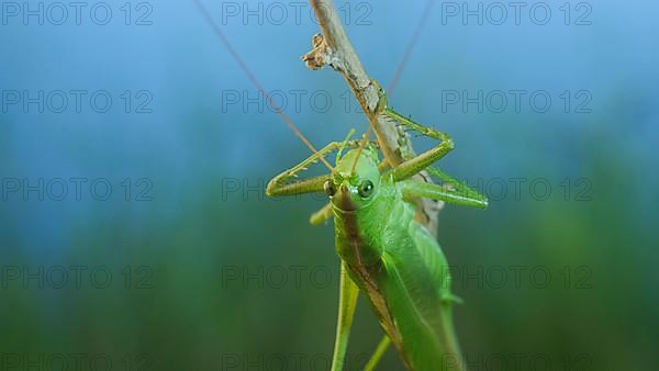 Green grasshopper sits on a branch against a blue sky and green vegetation. Great green bush-cricket