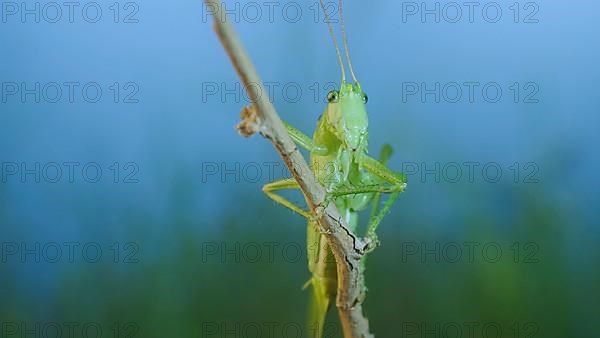 Green grasshopper sits on a branch against a blue sky and green vegetation. Great green bush-cricket