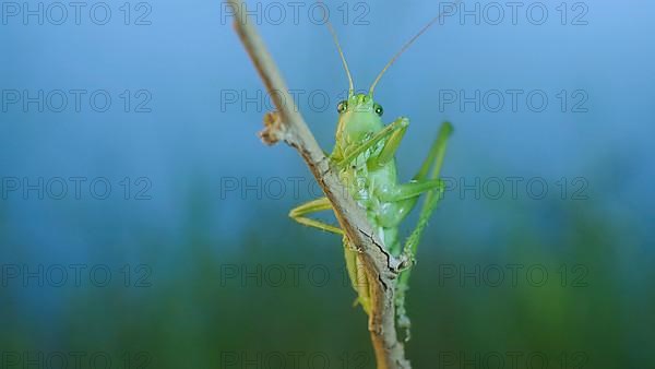 Green grasshopper sits on a branch against a blue sky and green vegetation. Great green bush-cricket
