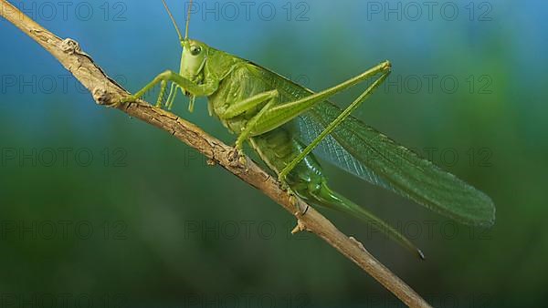 Green grasshopper sits on a branch against a blue sky and green vegetation. Great green bush-cricket