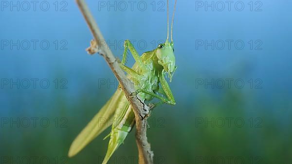 Green grasshopper sits on a branch against a blue sky and green vegetation. Great green bush-cricket