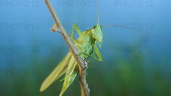 Green grasshopper sits on a branch against a blue sky and green vegetation. Great green bush-cricket