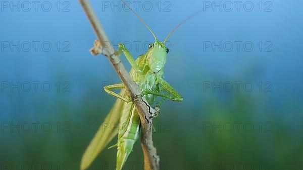 Green grasshopper sits on a branch against a blue sky and green vegetation. Great green bush-cricket