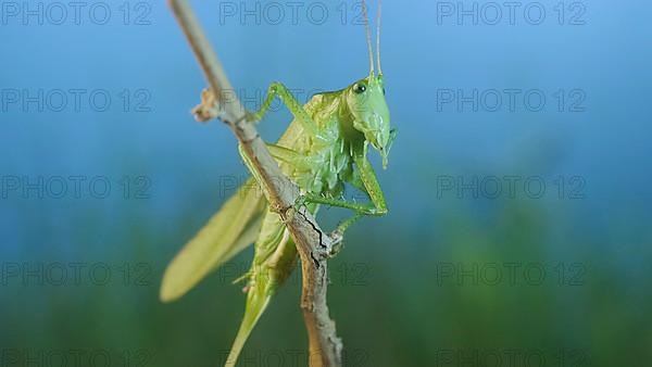 Green grasshopper sits on a branch against a blue sky and green vegetation. Great green bush-cricket