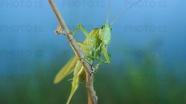 Green grasshopper sits on a branch against a blue sky and green vegetation. Great green bush-cricket