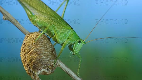 Green grasshopper sits on a branch against a blue sky and green vegetation. Great green bush-cricket