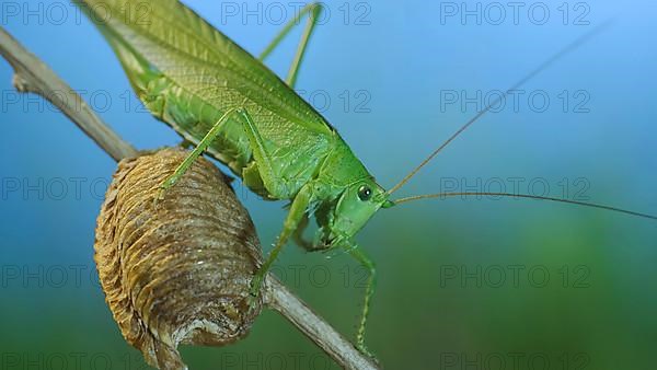 Green grasshopper sits on a branch against a blue sky and green vegetation. Great green bush-cricket