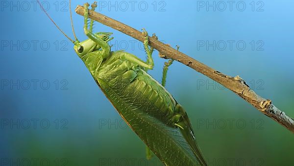 Green grasshopper sits on a branch against a blue sky and green vegetation. Great green bush-cricket