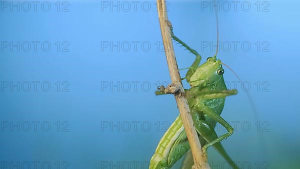 Green grasshopper sits on a branch against a blue sky and green vegetation. Great green bush-cricket