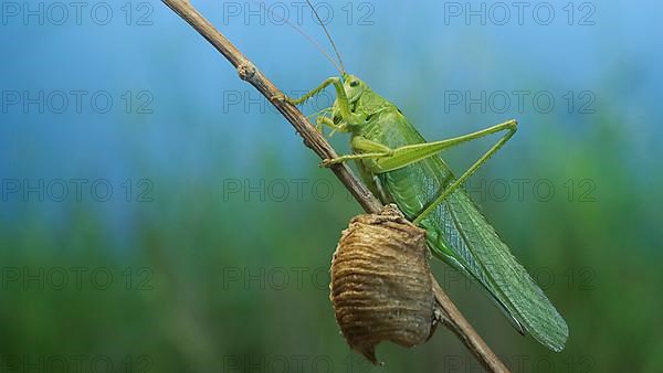 Green grasshopper sits on a branch against a blue sky and green vegetation. Great green bush-cricket