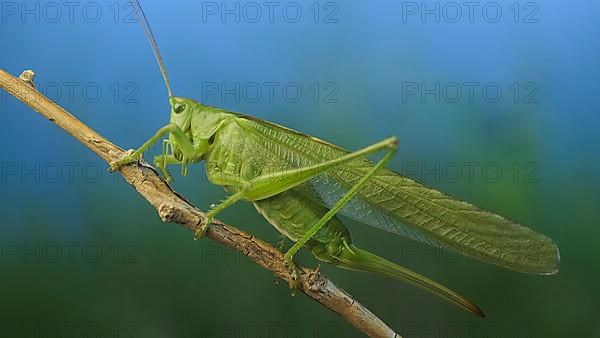 Green grasshopper sits on a branch against a blue sky and green vegetation. Great green bush-cricket