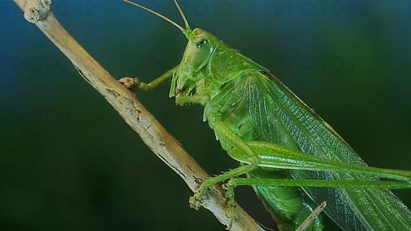 Green grasshopper sits on a branch against a blue sky and green vegetation. Great green bush-cricket