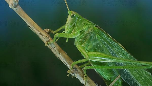 Green grasshopper sits on a branch against a blue sky and green vegetation. Great green bush-cricket